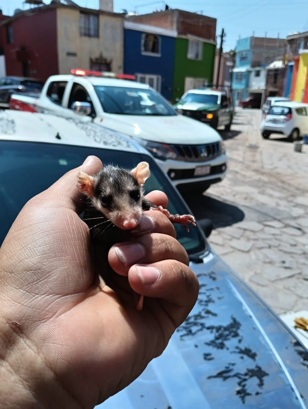 Rescatan cría de&nbsp;tlacuache