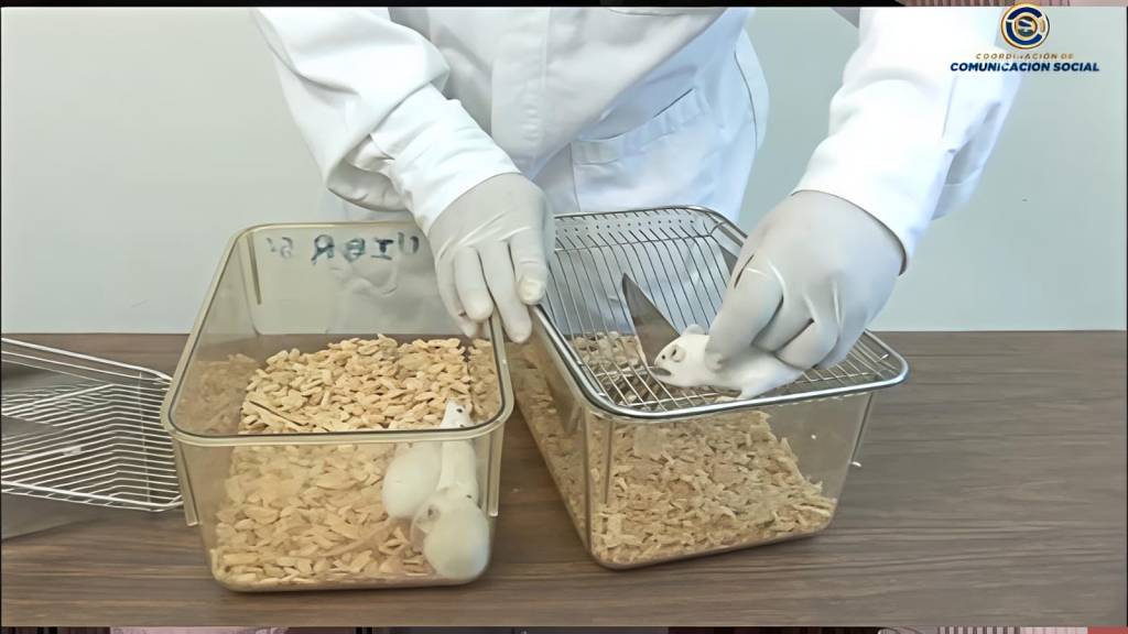 La Maestría en Ciencias Biomédicas de la UAZ apuesta por la jamaica en el combate al síndrome&nbsp;metabólico